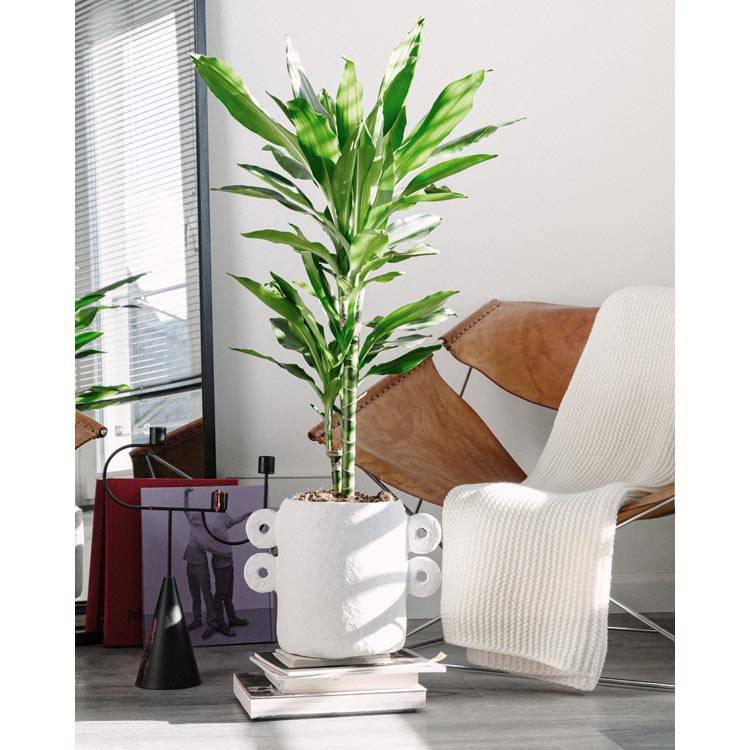Set van 2 kamerplanten Dracaena Janet Lind