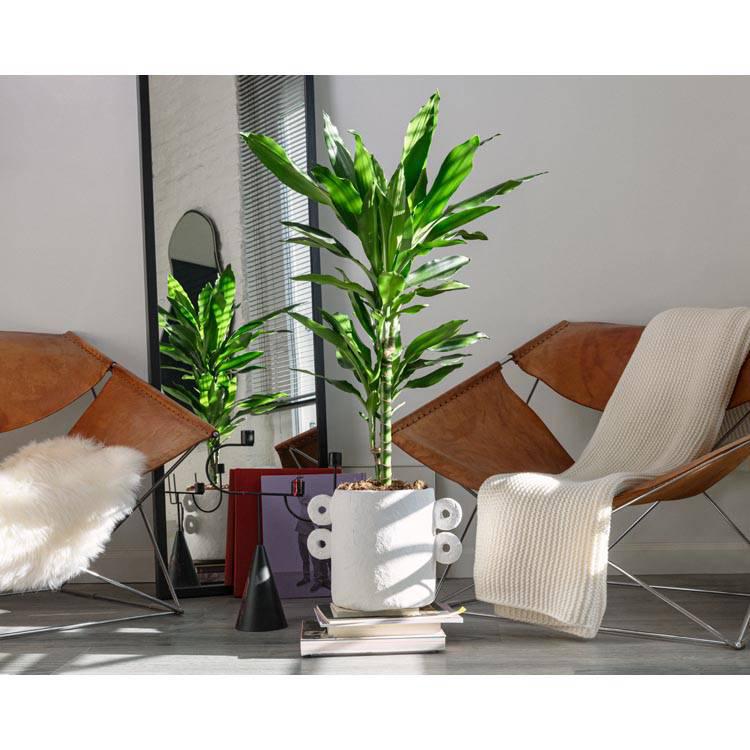 Set van 2 kamerplanten Dracaena Janet Lind