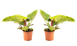 Set van 2 sfeerplanten Philondendron