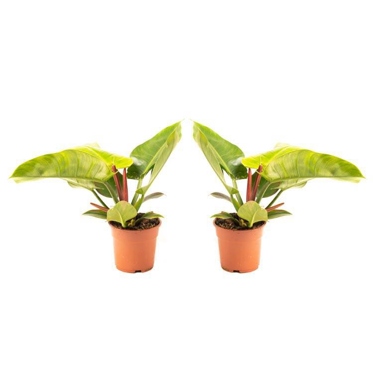 Set van 2 sfeerplanten Philondendron