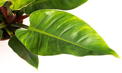 Set van 2 sfeerplanten Philondendron