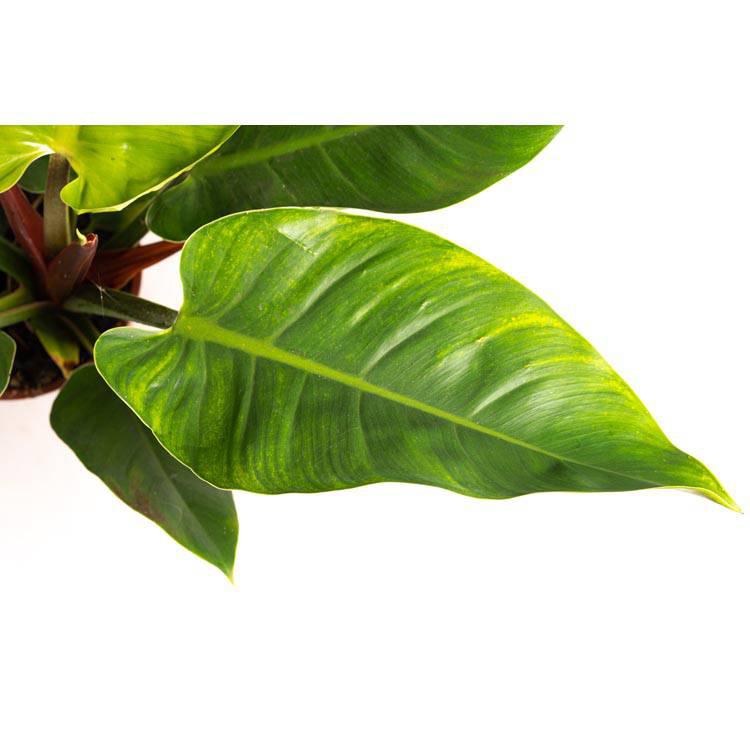 Set van 2 sfeerplanten Philondendron