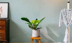 Set van 2 sfeerplanten Philondendron