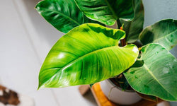Set van 2 sfeerplanten Philondendron