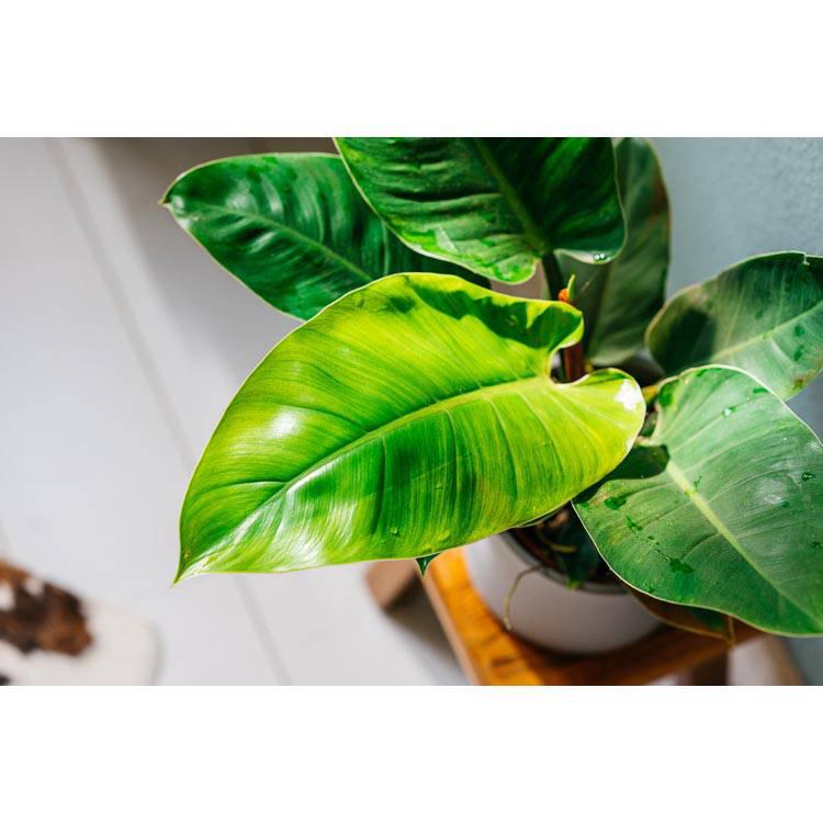 Set van 2 sfeerplanten Philondendron