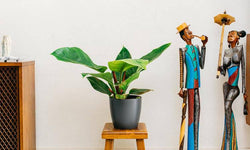 Set van 2 sfeerplanten Philondendron