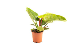 Set van 2 sfeerplanten Philondendron