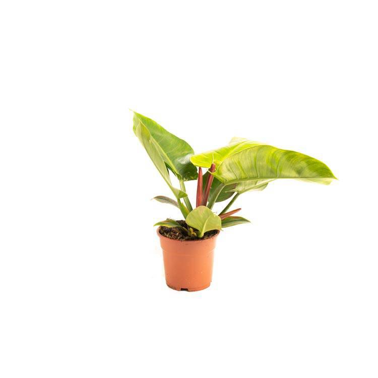 Set van 2 sfeerplanten Philondendron