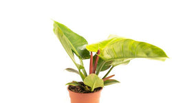 Set van 2 sfeerplanten Philondendron