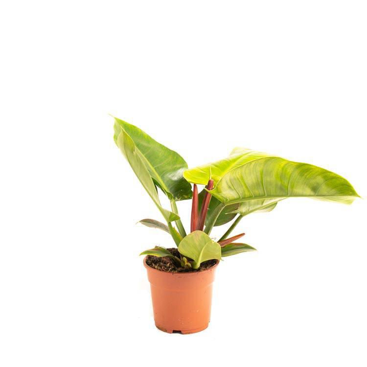Set van 2 sfeerplanten Philondendron