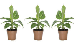 Set van 3 bananenplanten Musa