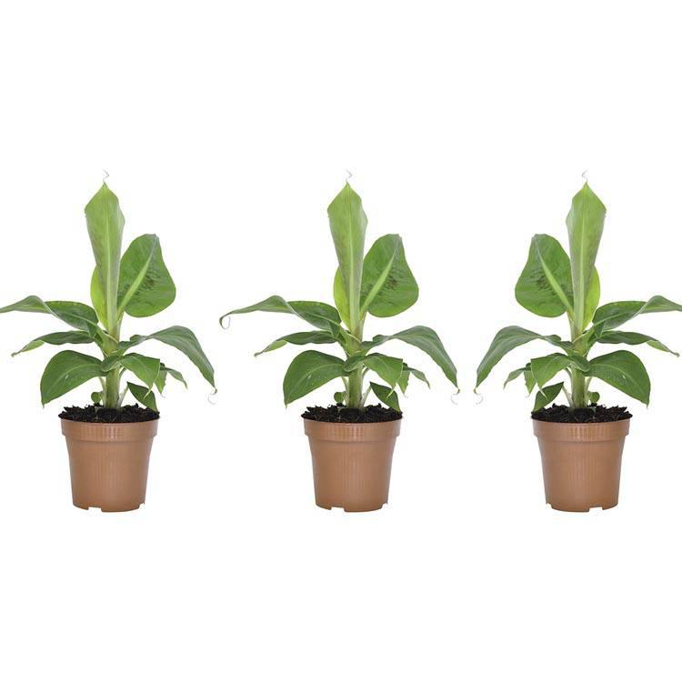 Set van 3 bananenplanten Musa