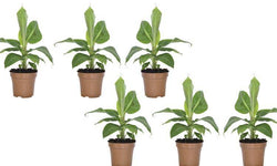 Set van 3 bananenplanten Musa