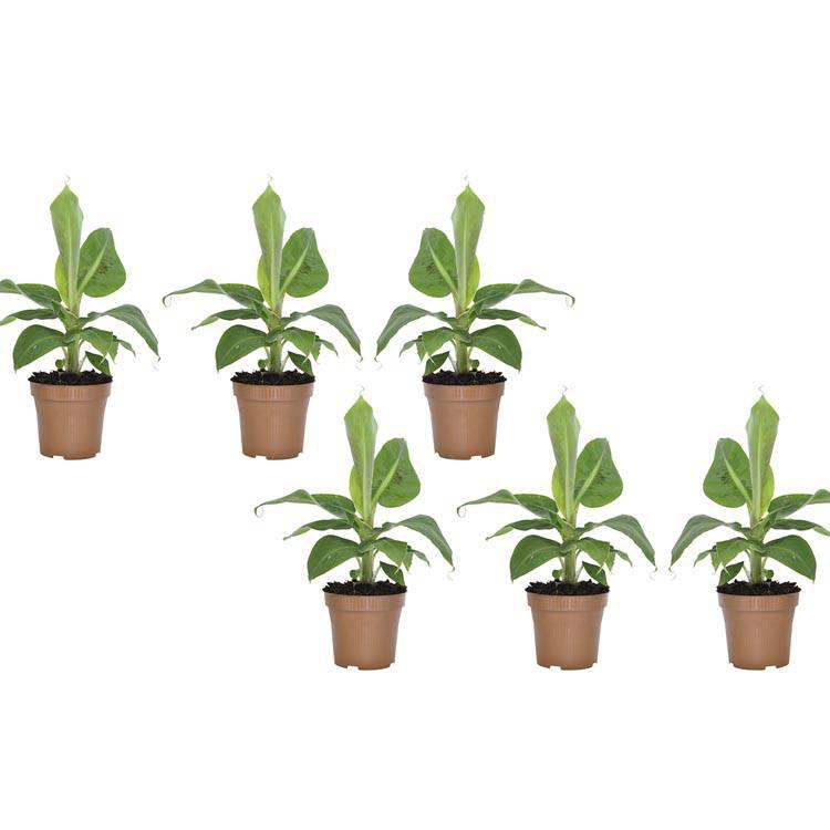 Set van 3 bananenplanten Musa