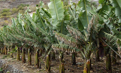 Set van 3 bananenplanten Musa