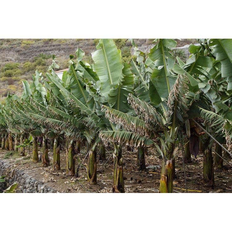 Set van 3 bananenplanten Musa