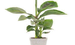 Set van 3 bananenplanten Musa