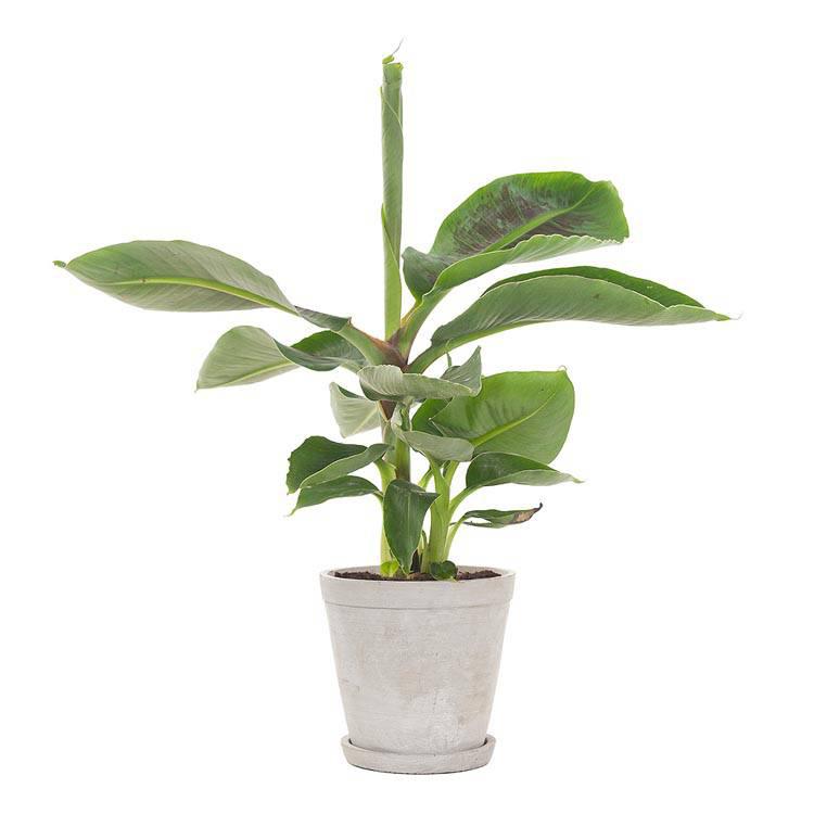 Set van 3 bananenplanten Musa