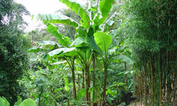 Set van 3 bananenplanten Musa
