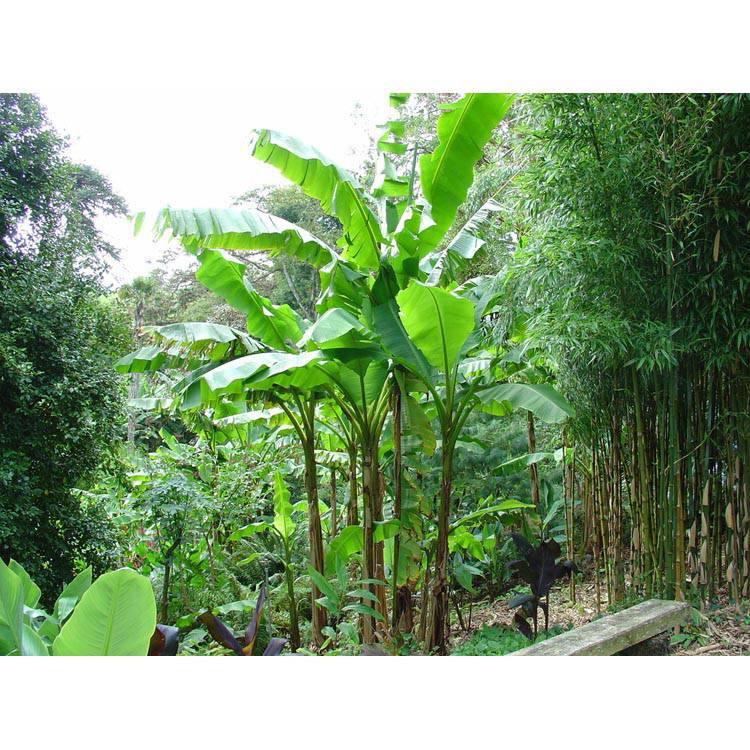 Set van 3 bananenplanten Musa