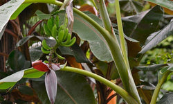 Set van 3 bananenplanten Musa