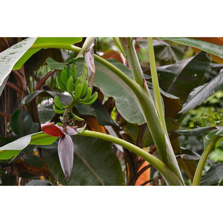 Set van 3 bananenplanten Musa