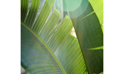 Set van 3 bananenplanten Musa