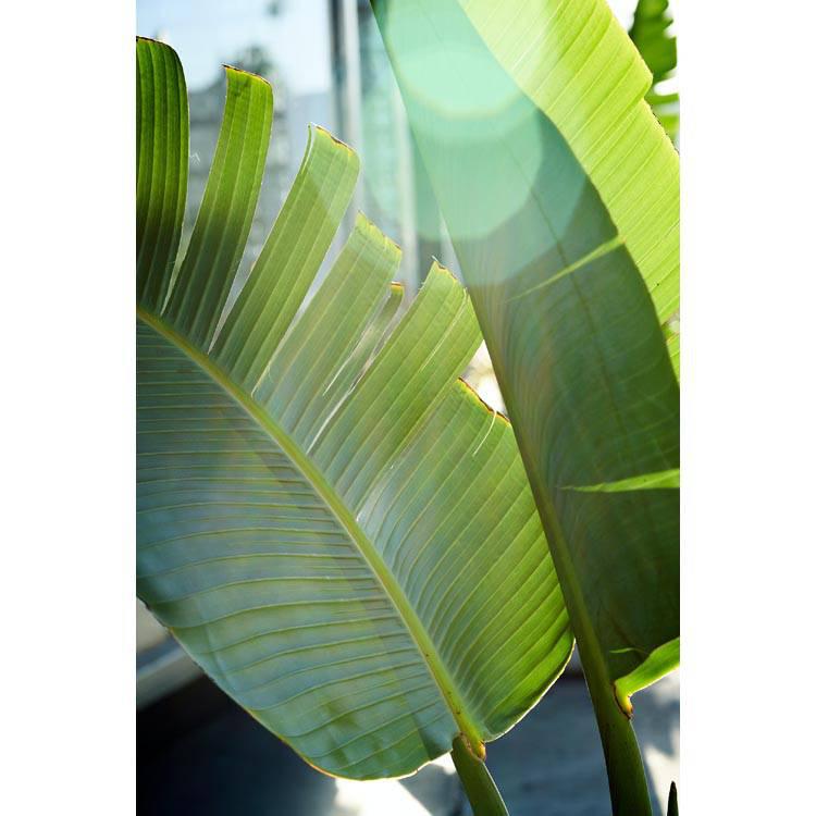 Set van 3 bananenplanten Musa