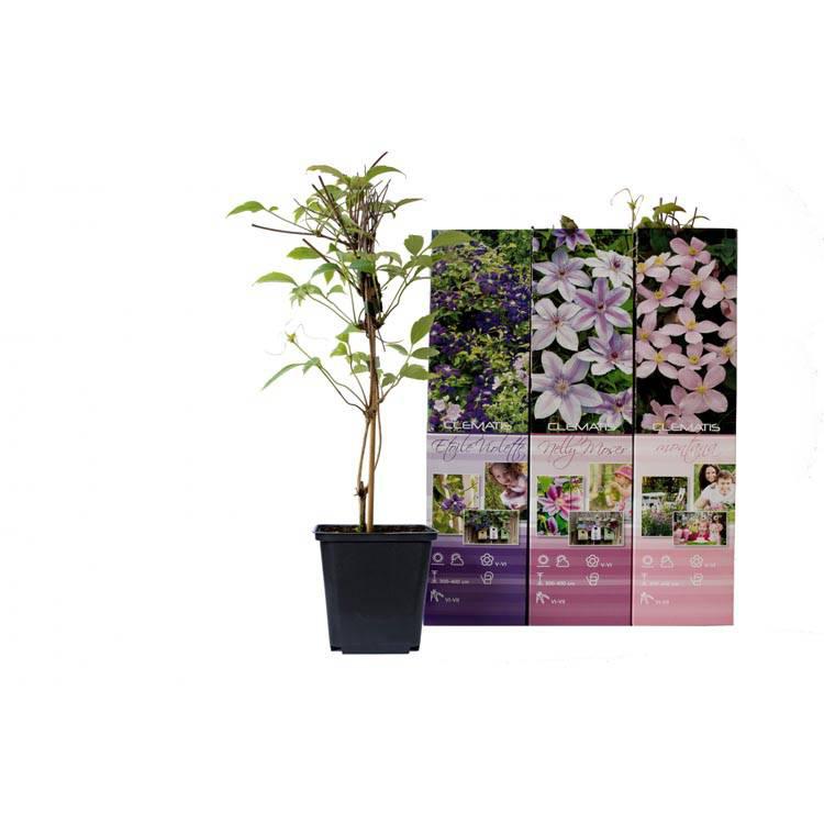 Set van 3 clematisplanten Montana