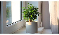 Set van 3 kamerplanten Ficus Benjamina