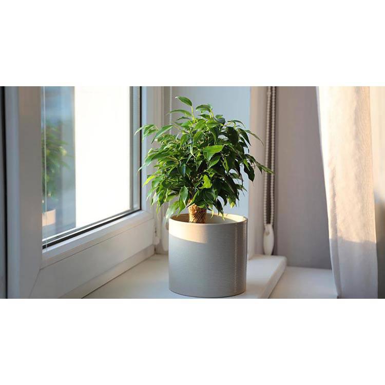 Set van 3 kamerplanten Ficus Benjamina