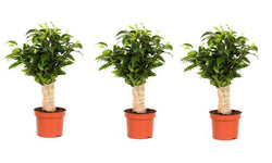 Set van 3 kamerplanten Ficus Benjamina
