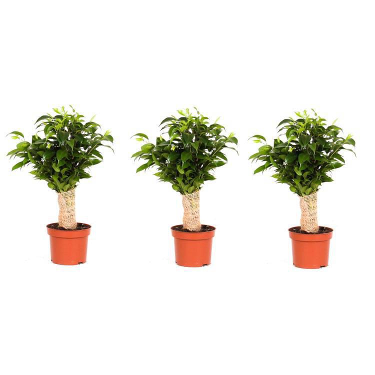 Set van 3 kamerplanten Ficus Benjamina