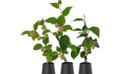 Set van 3 kiwiplanten Jenny