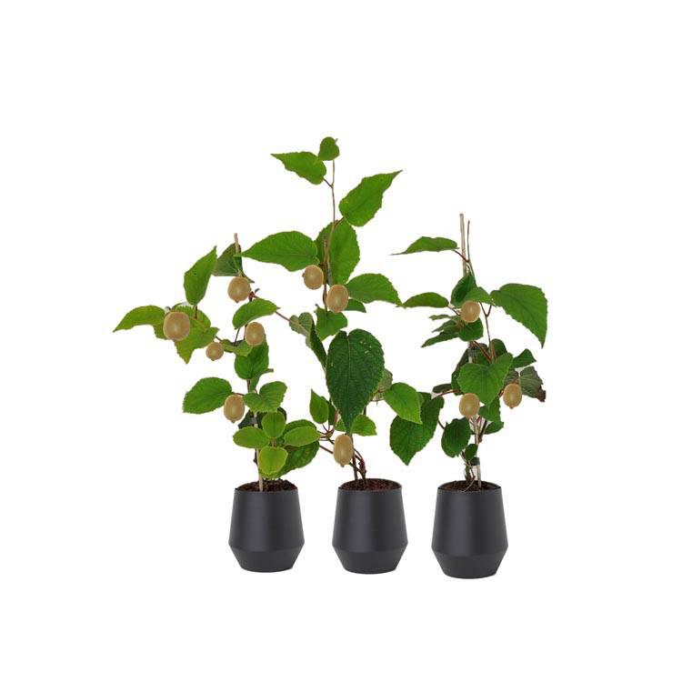 Set van 3 kiwiplanten Jenny