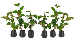 Set van 3 kiwiplanten Jenny