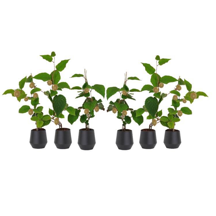 Set van 3 kiwiplanten Jenny
