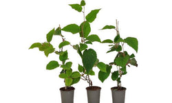 Set van 3 kiwiplanten Jenny
