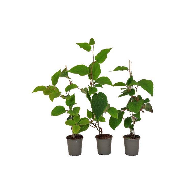 Set van 3 kiwiplanten Jenny