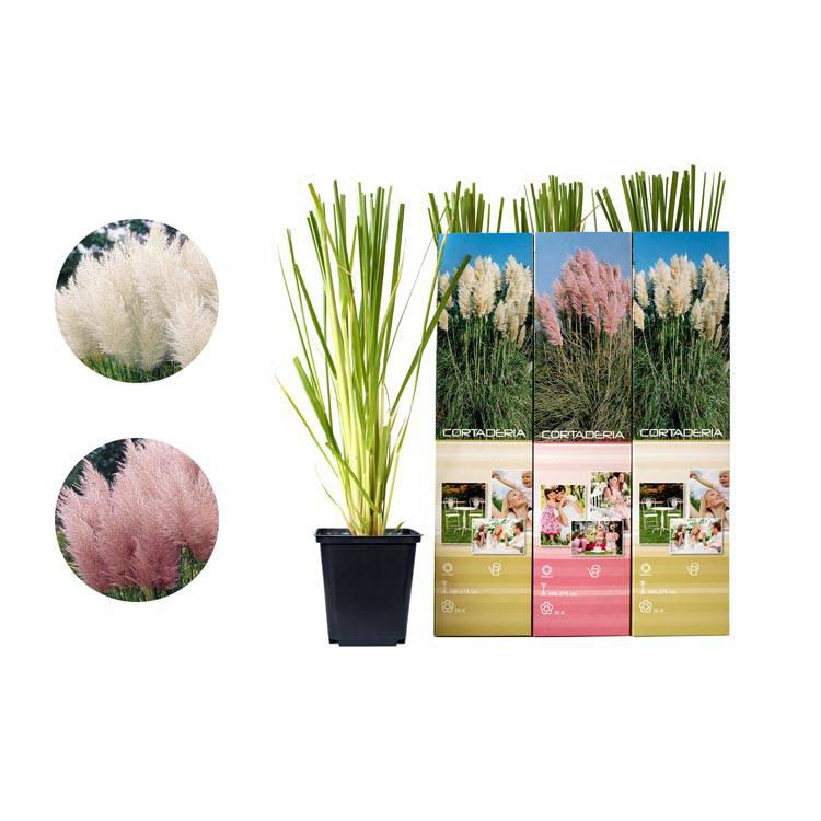 Set van 3 pampasgrasplanten Cortaderia