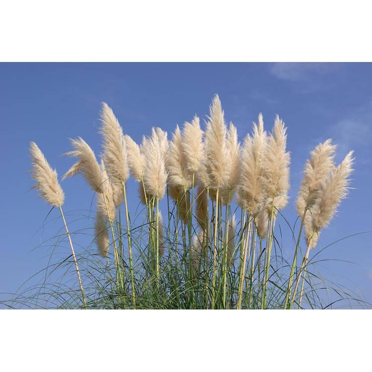Set van 3 pampasgrasplanten Cortaderia