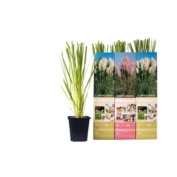 Set van 3 pampasgrasplanten Cortaderia