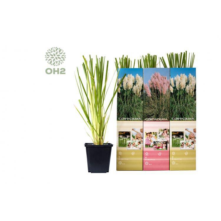 Set van 3 pampasgrasplanten Cortaderia