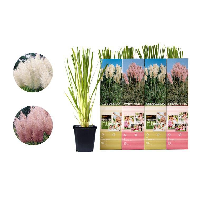 Set van 3 pampasgrasplanten Cortaderia