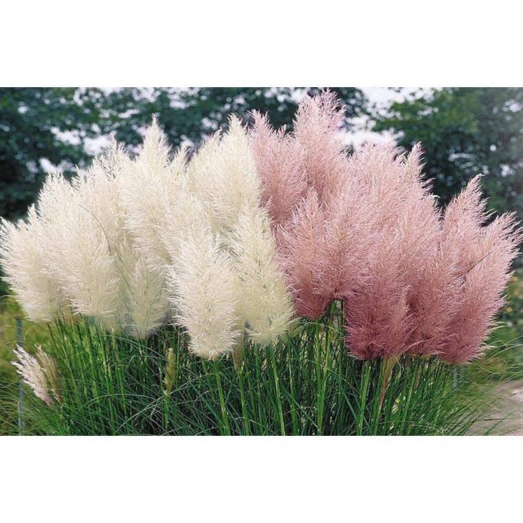 Set van 3 pampasgrasplanten Cortaderia