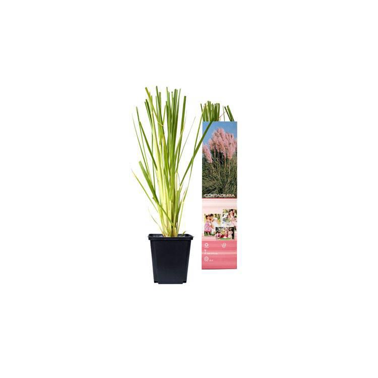 Set van 3 pampasgrasplanten Cortaderia