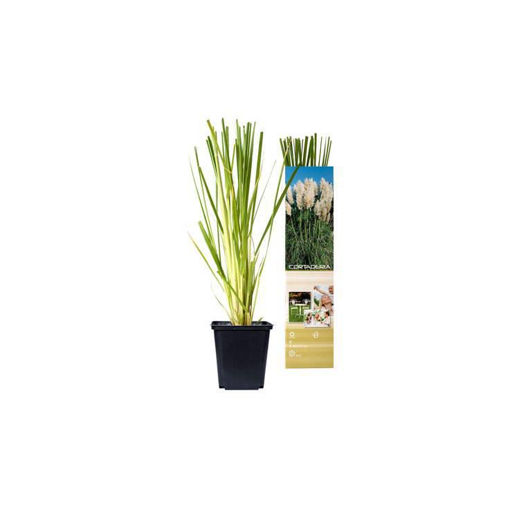 Set van 3 pampasgrasplanten Cortaderia