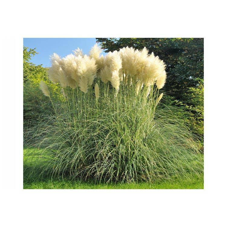 Set van 3 pampasgrasplanten Cortaderia