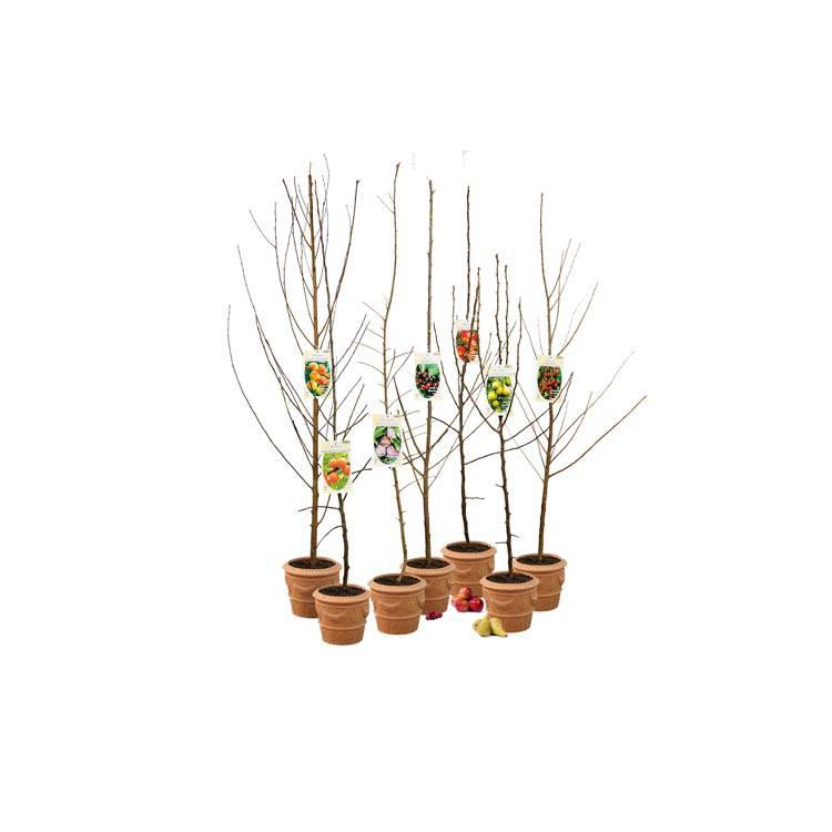 Set van 5 fruitbomen Avellana