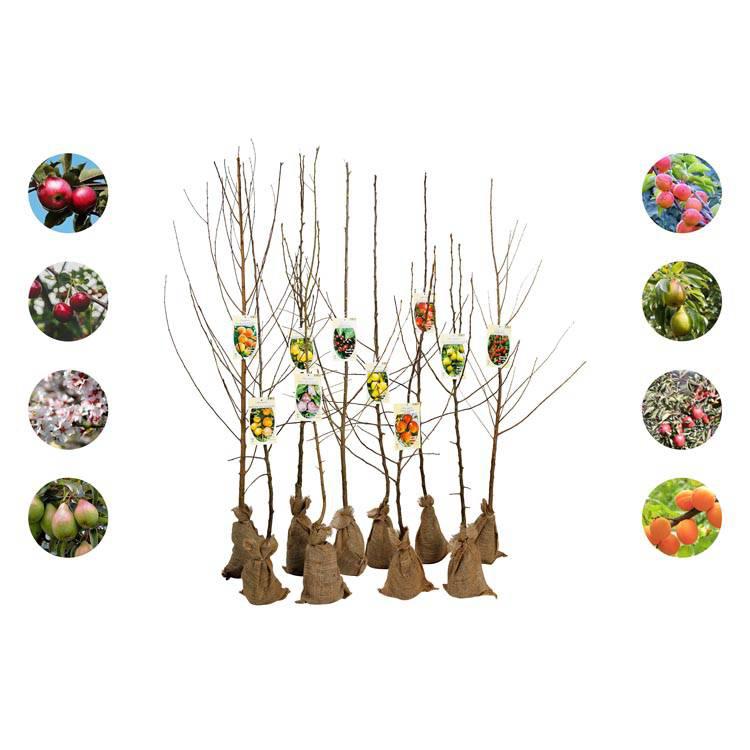 Set van 5 fruitbomen Avellana
